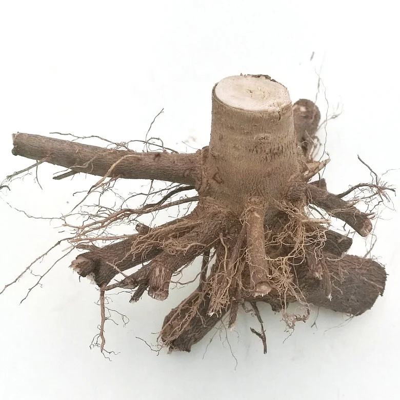 Китайский гибридный материал для разведения павловнии 9501 9502 9503 пень дерева и