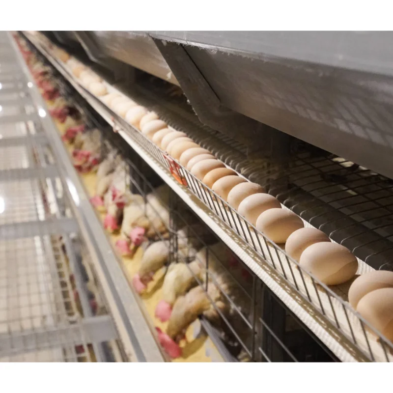 Poultry Chicken Cage Layers Poultry Farming Equipment Supplier Poultry Cages For Layer Chickens For 50000 Birds