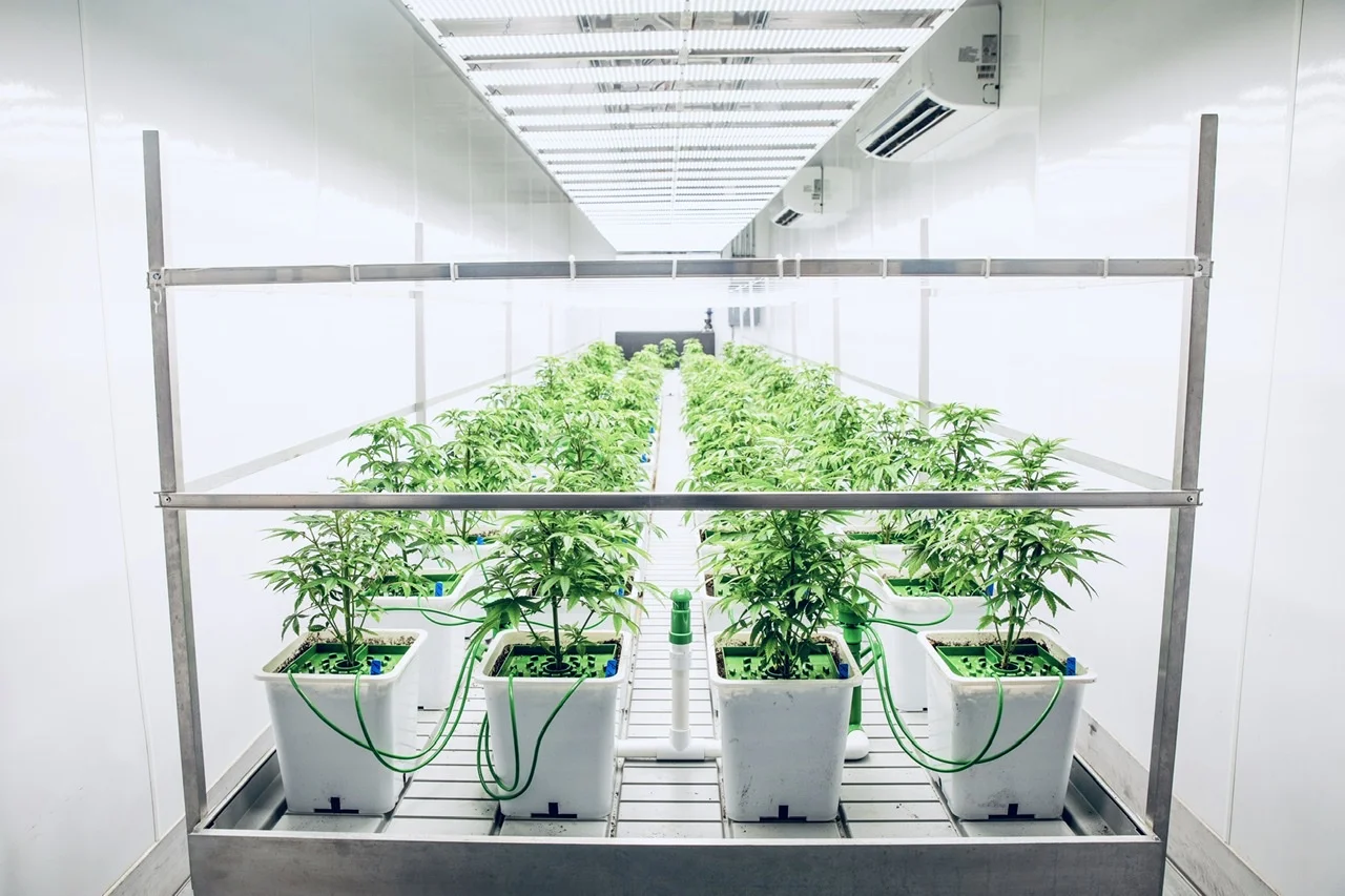 
Smart lettuce microgreens fodder farming vertical hydroponic growing 40HQ container 