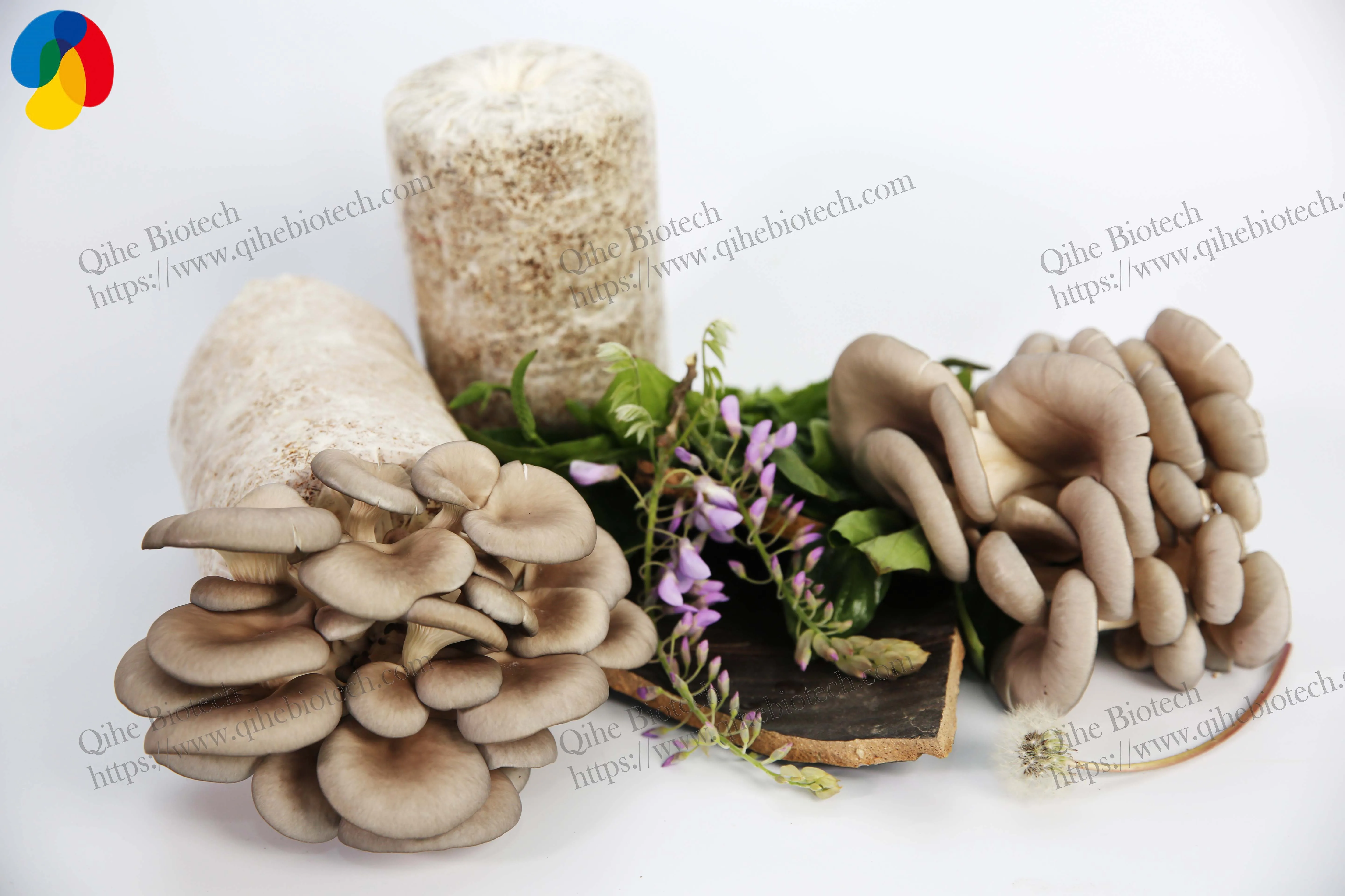 Farm grow organic sawdust growing bag inoculated grey oyster mushroom spawn logs