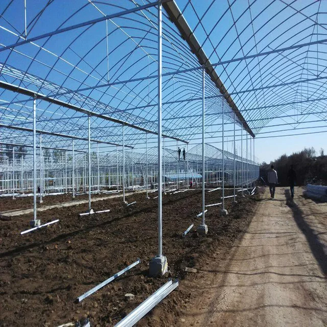 Large Multi-Span Agricultural Greenhouses for Sale Green and Efficient Production