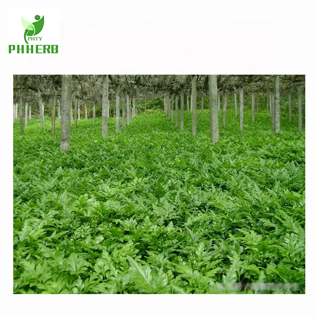 Top quality coptis chinensis extract 97%  Berberine Hydrochloride/ HCL