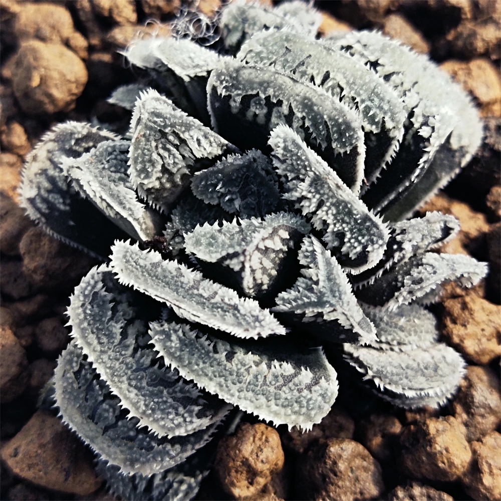 H167 haworthia Hyb Pygmaea «Снежный кролик» редкие суккуленты живое растение 3 дюйма горшок натуральные комнатное