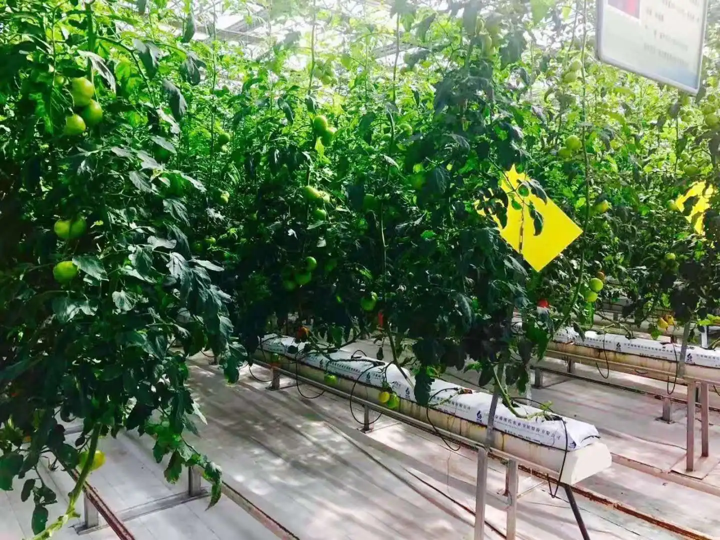 6000 Square meter greenhouse hydroponic system