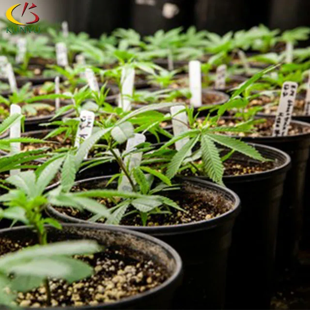 Hemp Growing Greenhouse Commercial Farming Blackout Green House For Sale