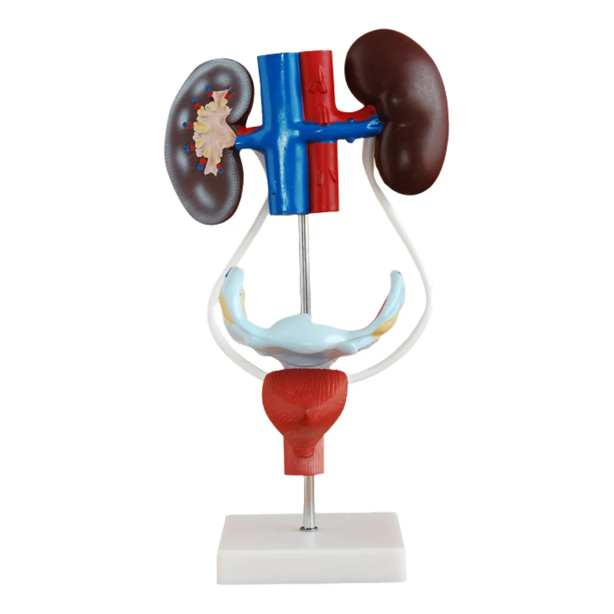 Medical Urology Study Teaching Plastic Color Human Anatomy Authentic Demonstration Anatomical Female Reproductive System Model