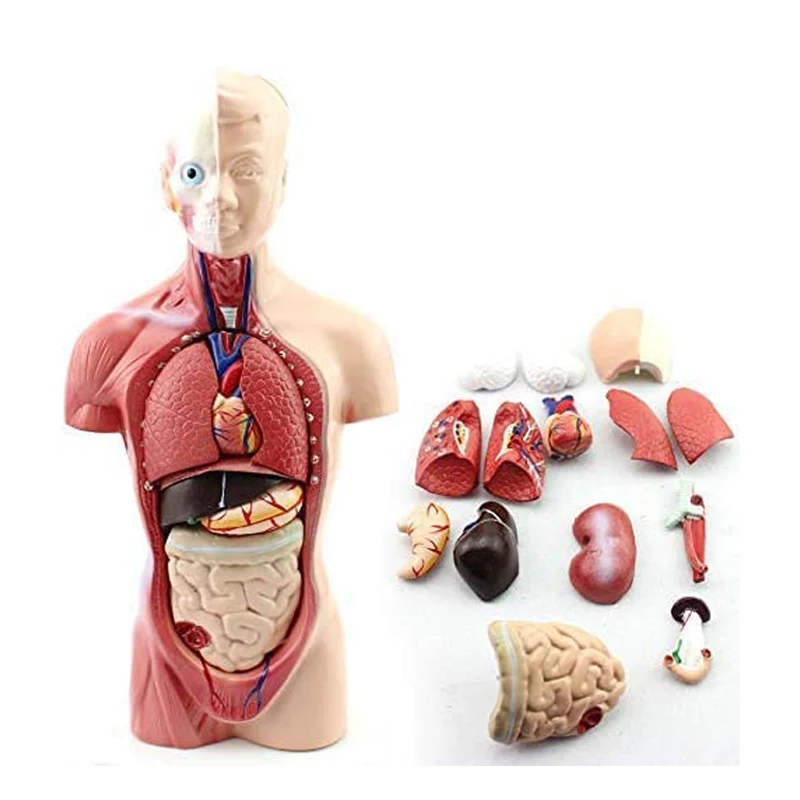 Factory Price Human Torso Model Medical Educational Teaching Anatomical Model Anatomy Human Body Model Torso