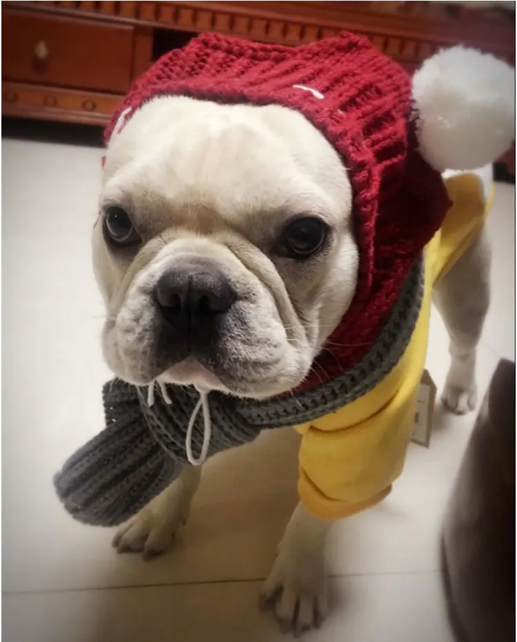 Pet French Bulldog hat colorful cute hat custom woven label winter knitted beanie hat with ball pet dog accessories plush puppy