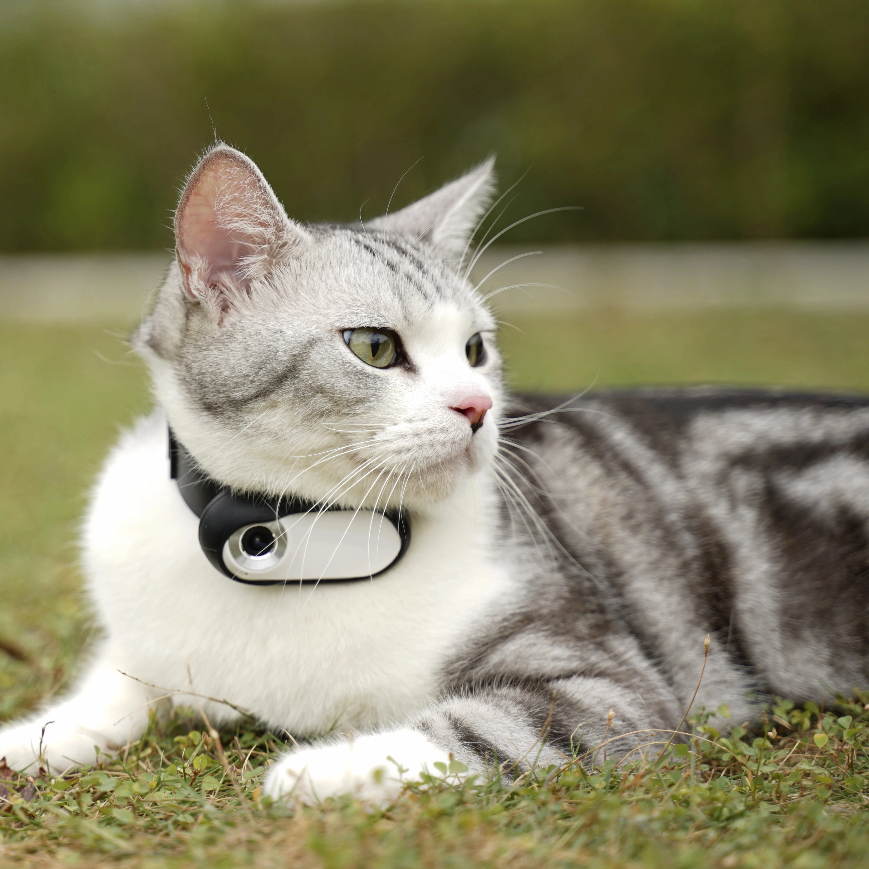 Cat Collar with Camera: Wireless HD Video, Real-Time Tracker for Safe Outdoor Adventures and Pet Monitoring