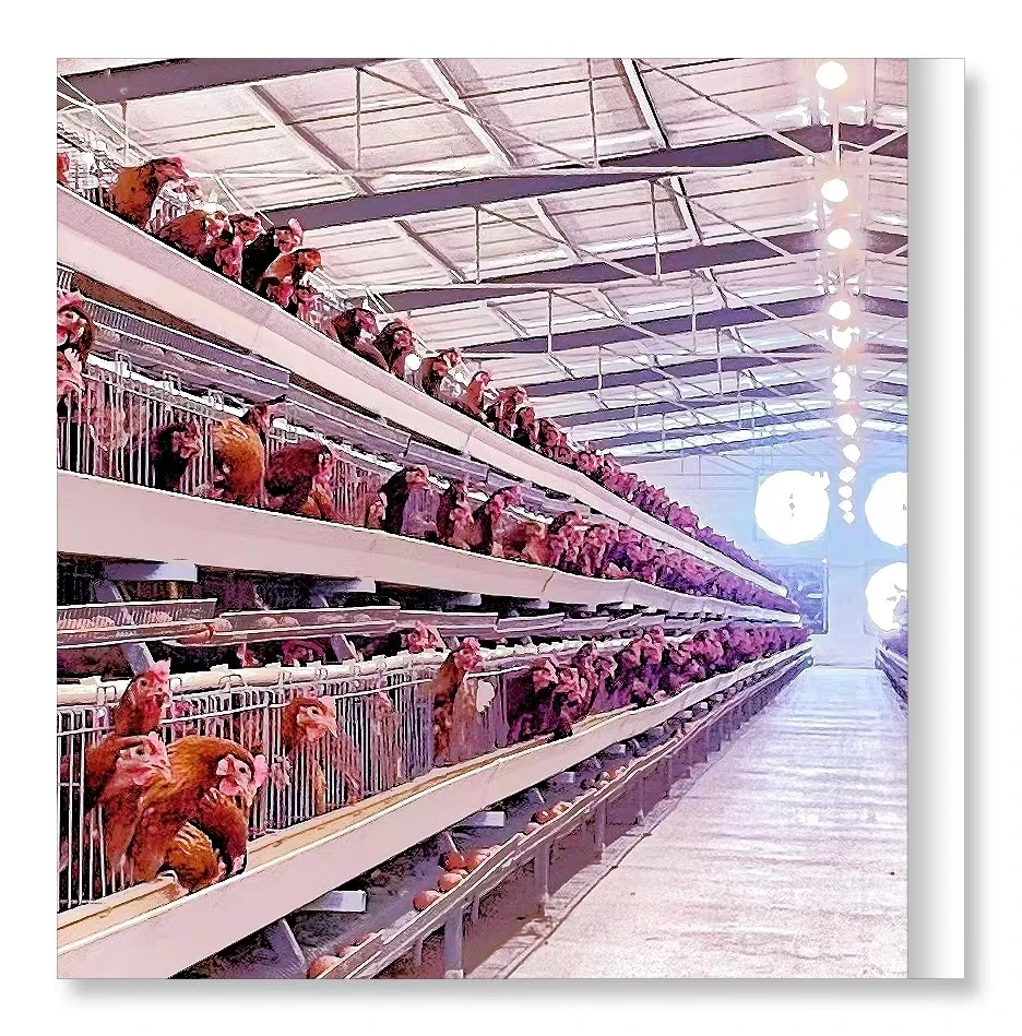 Автоматический промышленный дешевый слой типа Курятник для кур-несушек