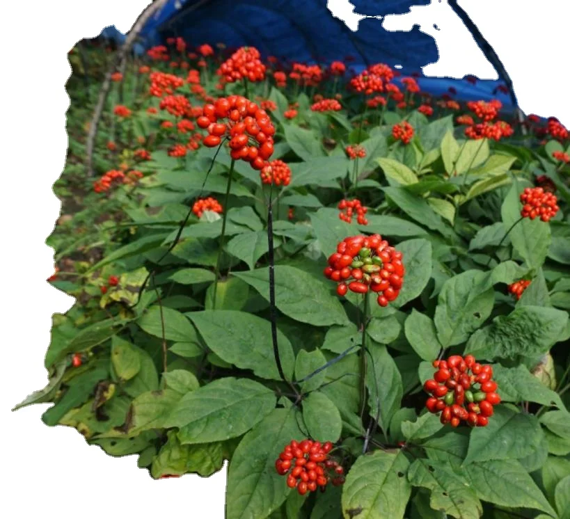 
1kg New Ren shen chinese High quality purity red ginseng seeds for planting 