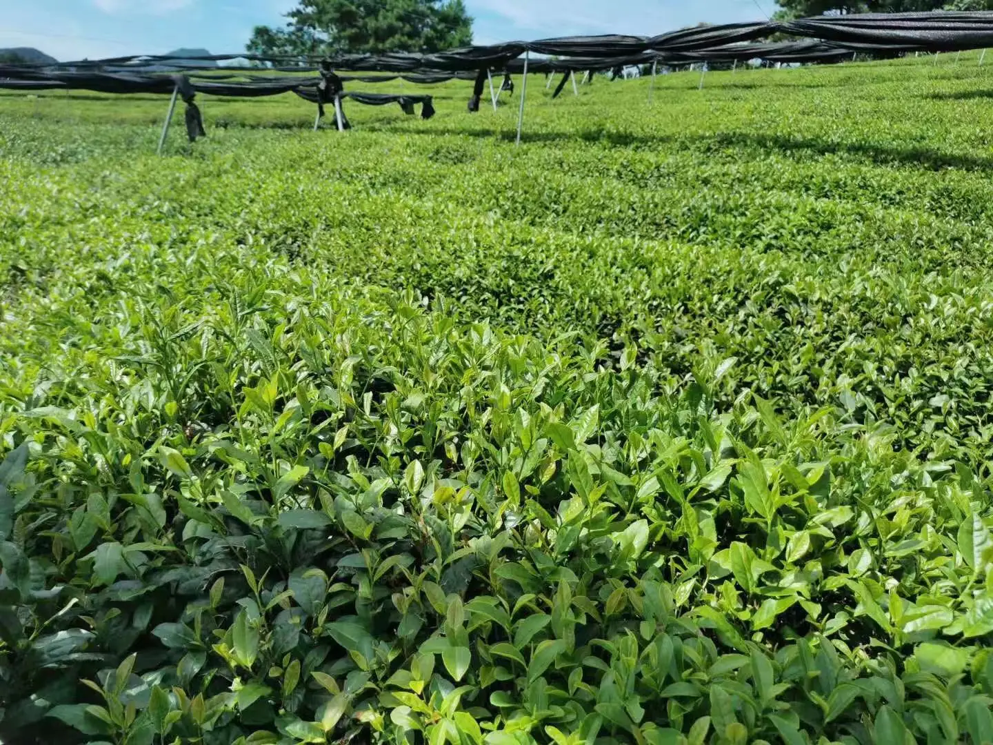 Manufacturer Wholesale  Quality latte coffee instant  Green Tea Extract  Powder Organic Green Tea Powder Matcha