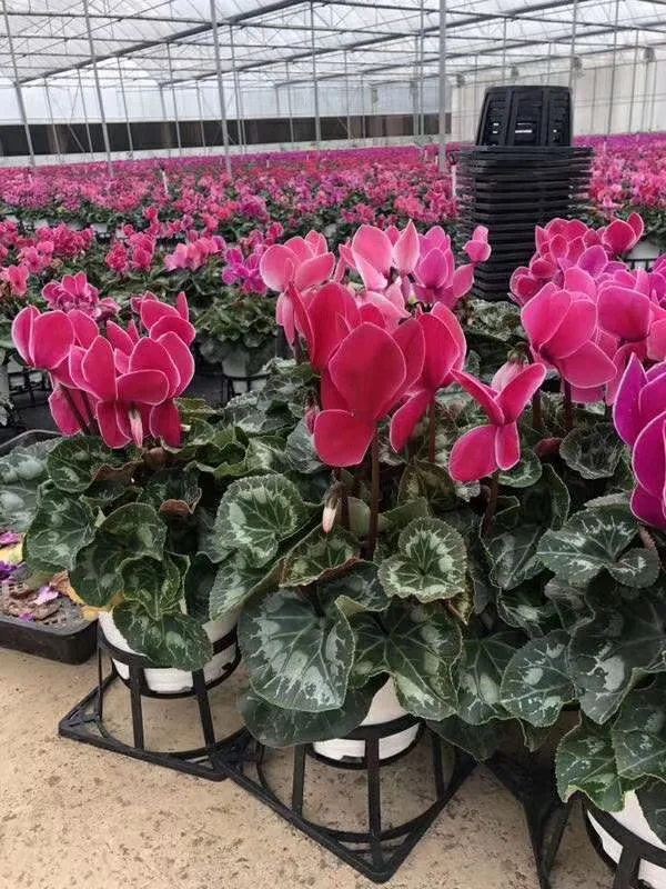 
Hotsale blooming plants 
