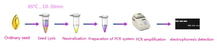 plant seed direct PCR.png