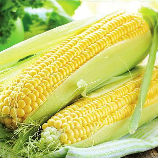 igh Quality Of Canned Sweet Corn 340g/tin Sweet Corn from USA Texas port  at discountable rate
