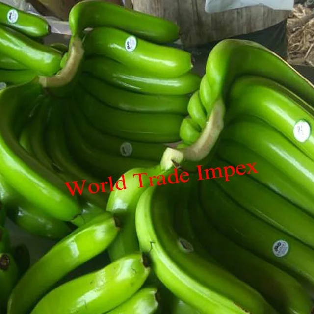 
fresh indian cavendish banana for sale 
