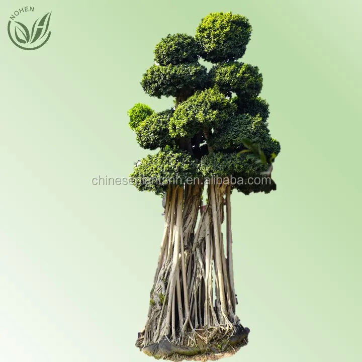 5,5 м фикус бонсай дерево уличных растений для садового ландшафта