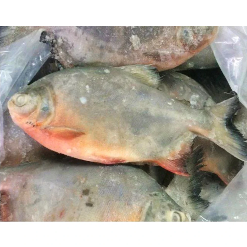 Китай замороженная красная рыба Паку морепродукты Помфрет