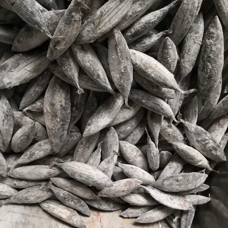 
skipjack tuna frozen for fish fillet IQF tuna block Frozen Seafoods Raw Material Skipjack Tuna for Japan 