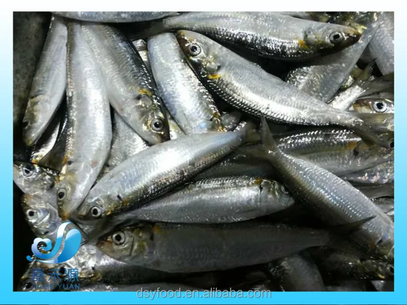 Nutritious Seafood Frozen QS Sardine Fish and best price sardine
