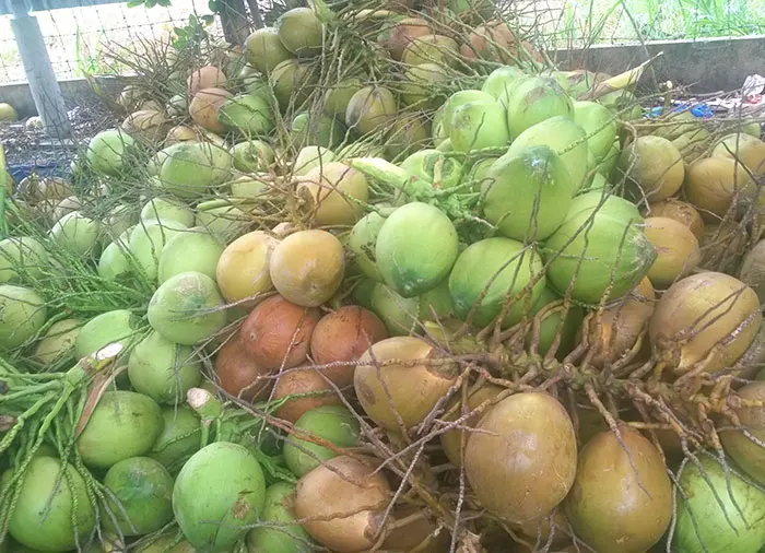 FRESH YOUNG COCONUT_COCONUT WATER_FRESH DELICIOUS EXPORT FRESH YOUNG COCONUT IN VIETNAM 2022