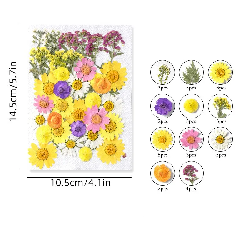 Pressed Preserved Dry Natural Plants Petals Dry Leaves Specimen Dried Flower for Candle Nails Resin