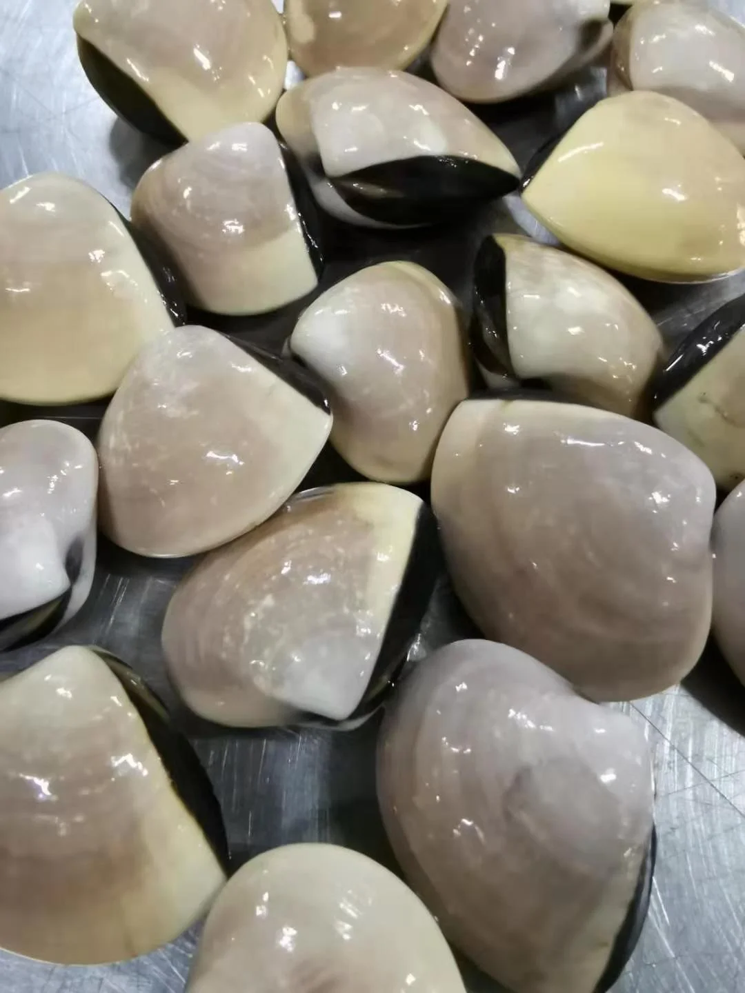 Indonesia Frozen White Clam/ Meat