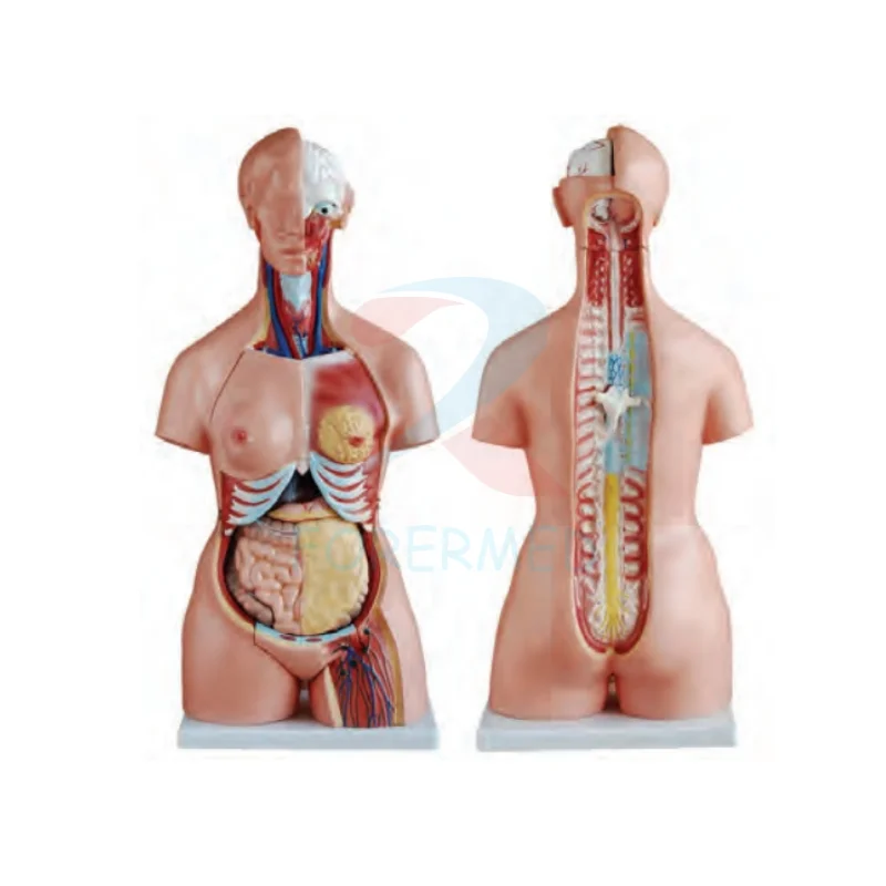 Medical Anatomical Model Torso Series 85CM Unisex Torso 23 Parts Half Detachable Torso Model