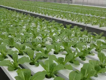 Agricultural NTF Hydroponic Growing System