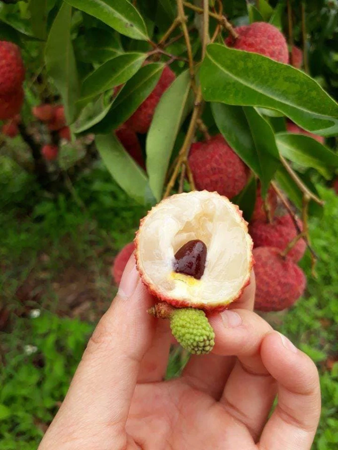 New Crop Natural Fresh Lychee from Viet Nam Manufacturer for Making Jelly Syrust and Eating Directly