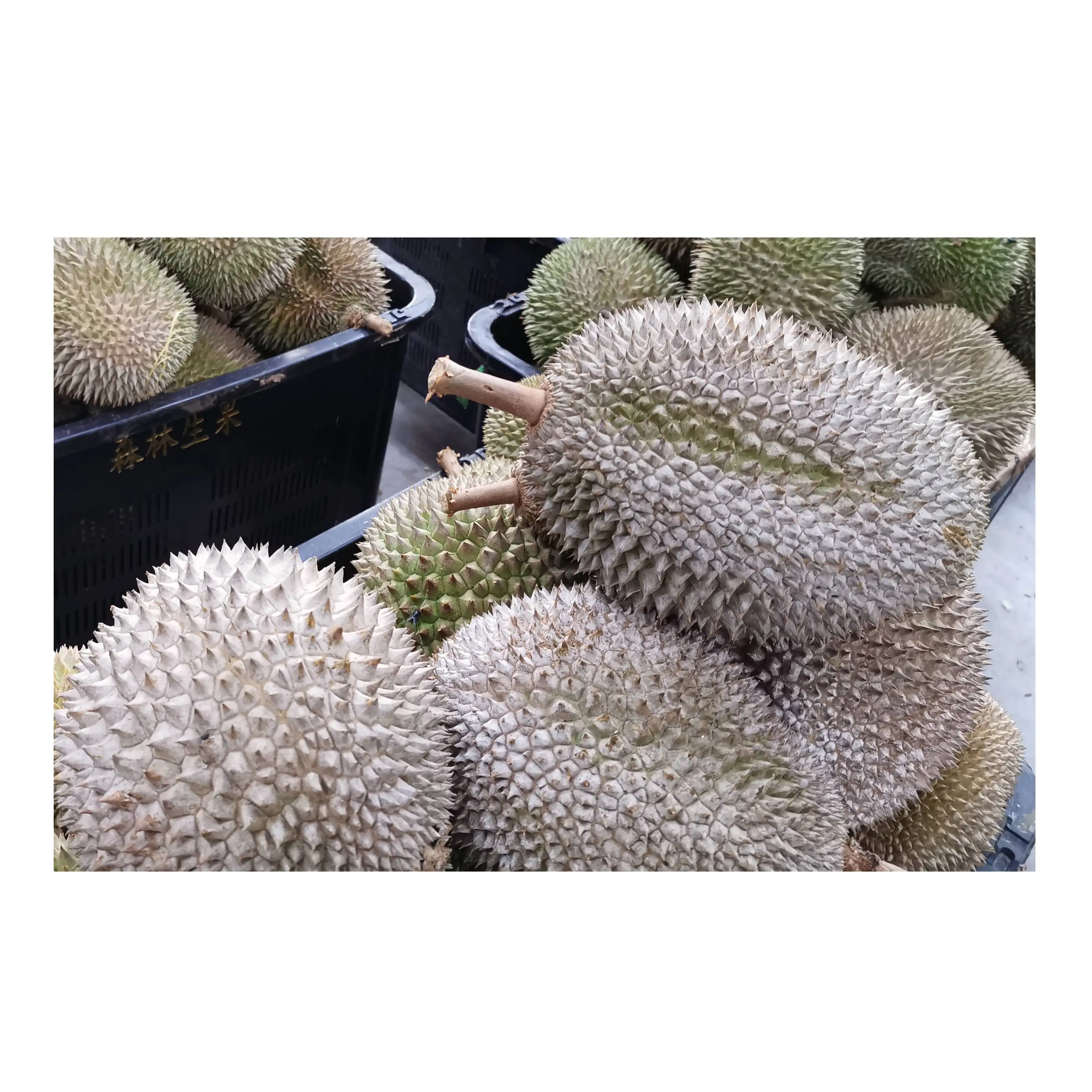 Wholesales Supplier Top Seller Malaysia Fresh Frozen Fruit Whole Shape 2.2kg Weight Old Tree Mao Shan Wang Durian