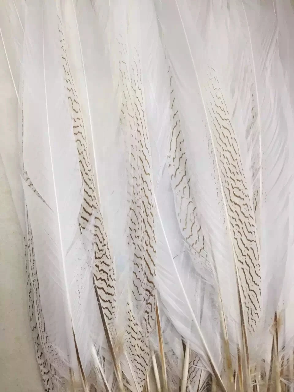 35-40cm silver pheasant tail