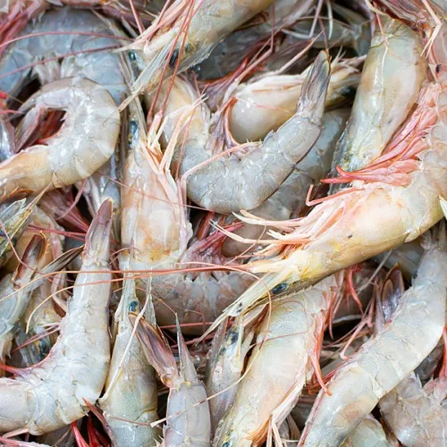 Best and cheap frozen shrimp Best Quality Wholesale Cheap Price White Shrimp from Ecuador