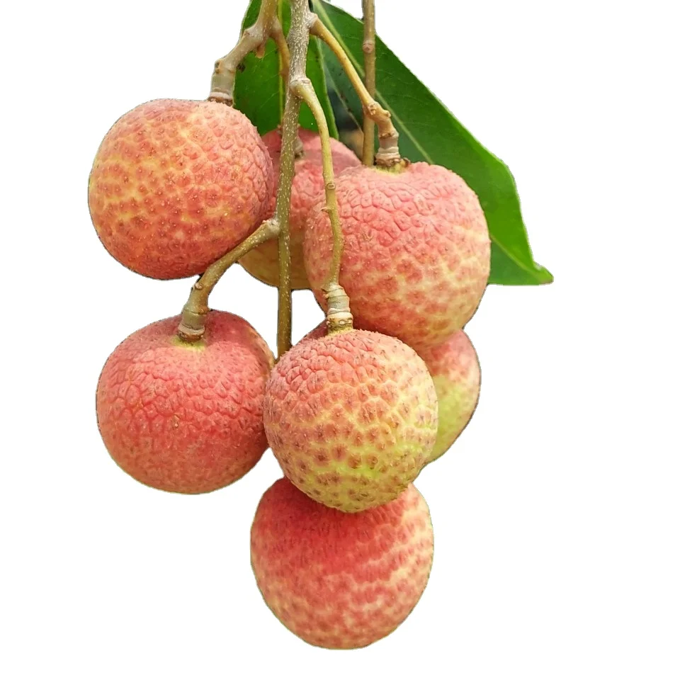  Сырье личи для высококачественного консервированного номер 1 во Вьетнаме