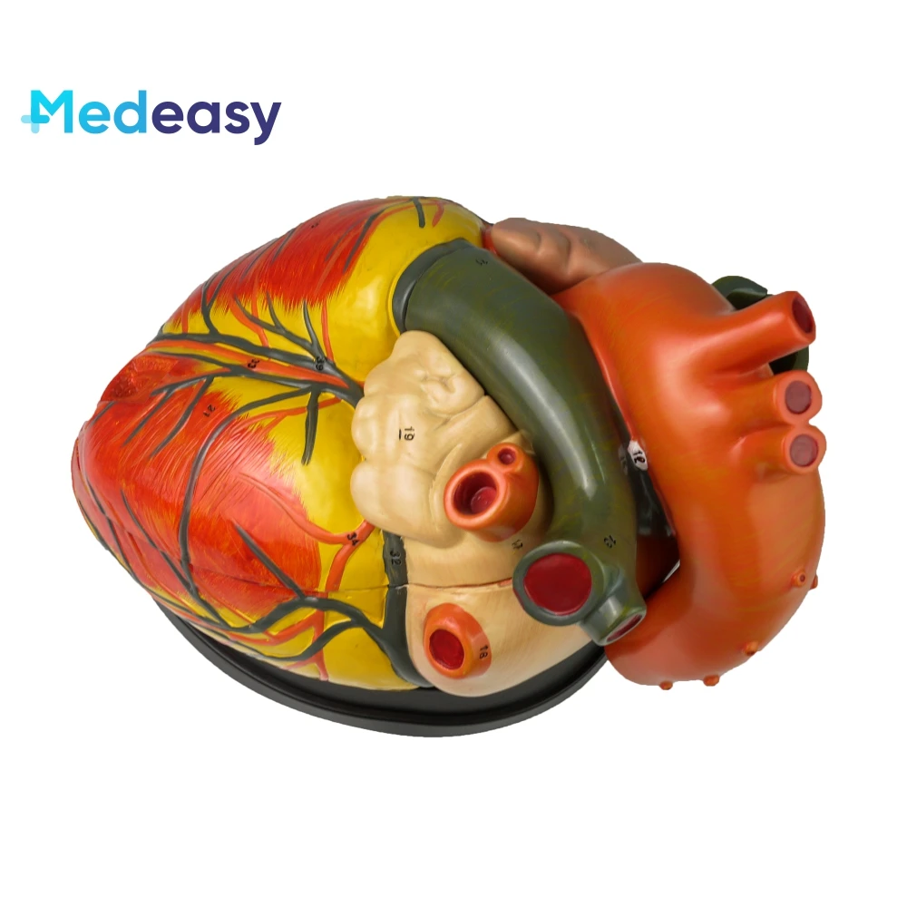 Five times larger heart model, Anatomical human heart model