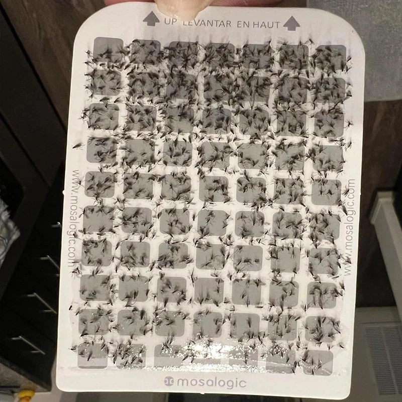 Sticky Cardboard Moth Trap