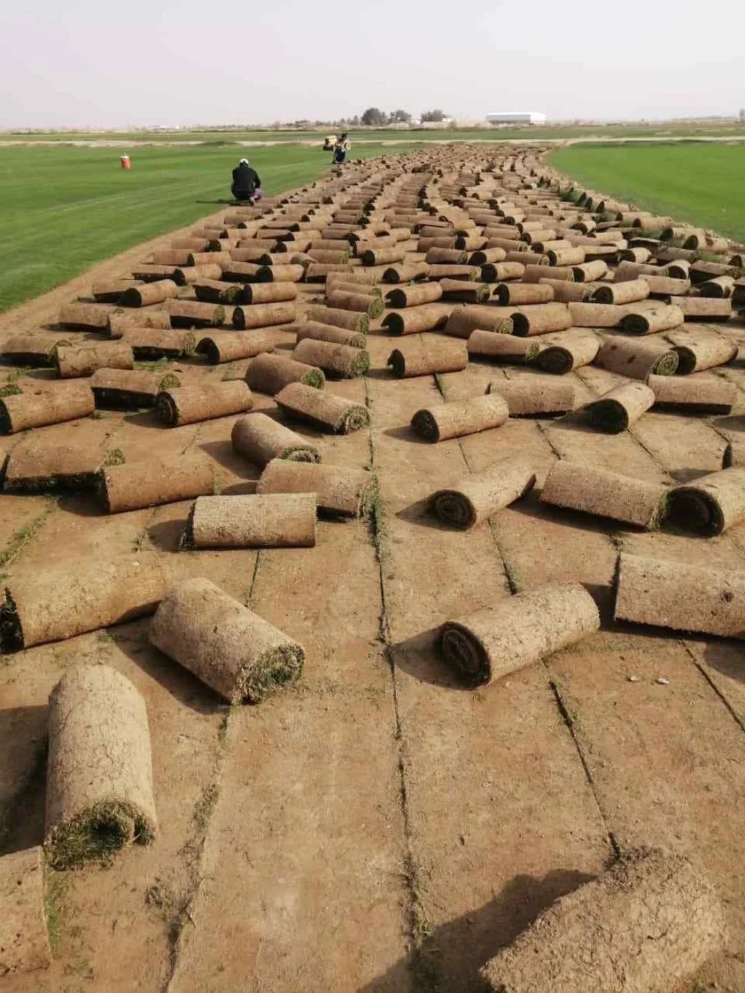 lawn grass cutting machine sod cutter for carpet turf cutting machine lawn cutter machine