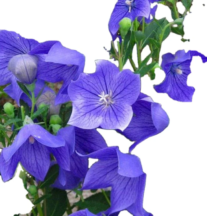 1 кг красивый фиолетовый цветок, семена платикодона великолепного для сада