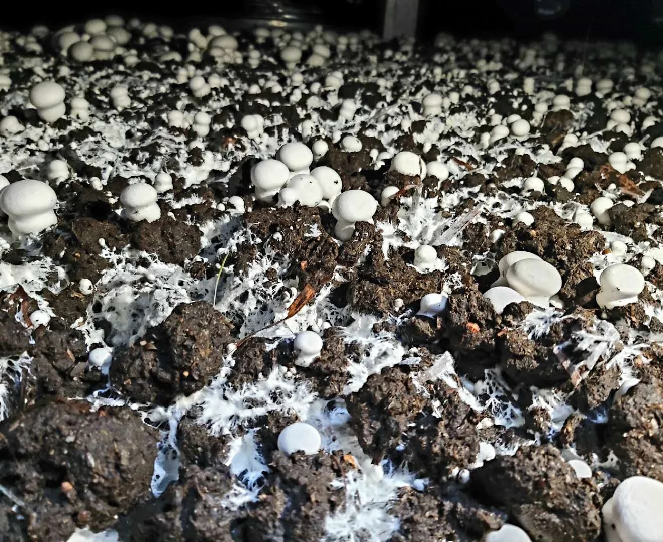 Высококачественные китайские грибы agaricus bisporus по низкой цене