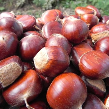 100% Top quality fresh chestnuts/organic chesnuts