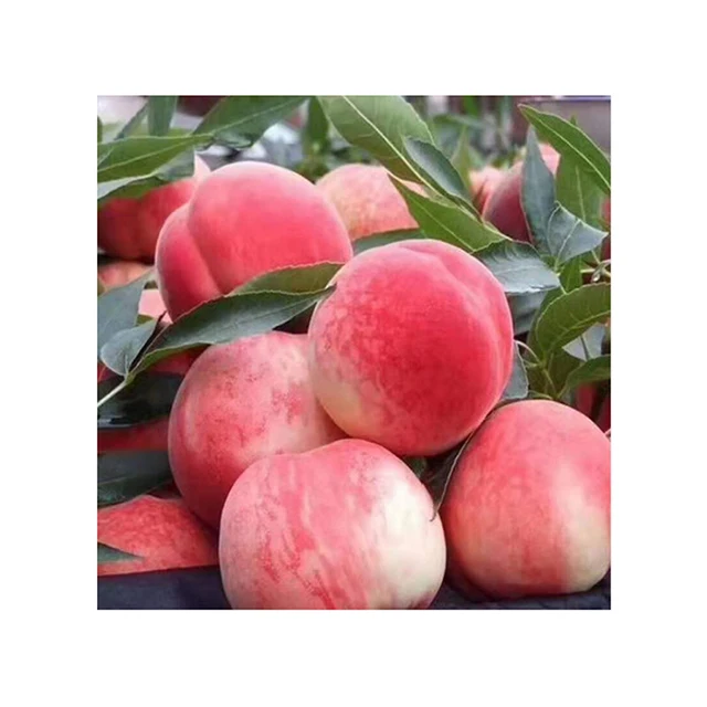 
 Роскошный ПЕРСИК высокого качества по оптовой цене, Свежий фрукт, сладкий персик  