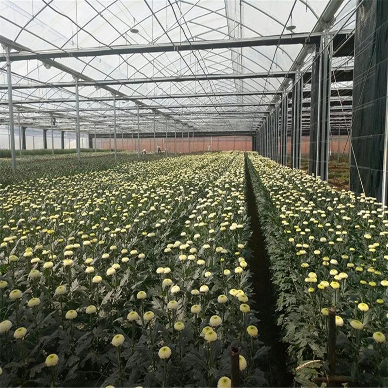 Большая многопролетная Коммерческая теплица для грибов/теплицы строительства