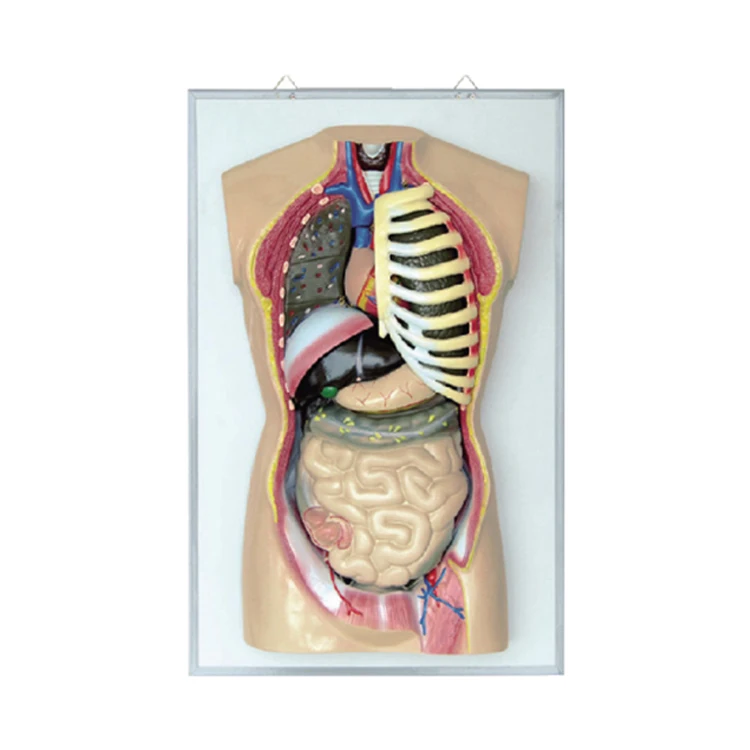 
70x46x56cm anatomic human torso for teaching use 