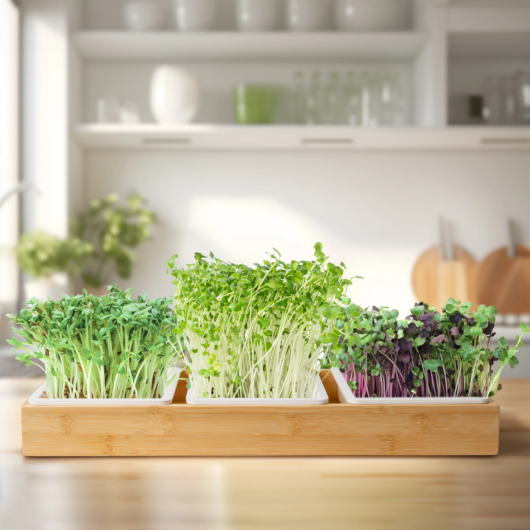 J&C for Fitness Growing Microgreen Seed Baby Nutritional Trays Germinate Pet Grass