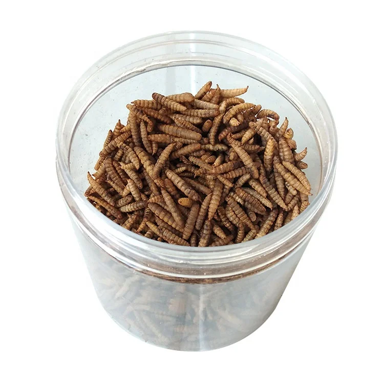 black soldier fly larvae fish meal