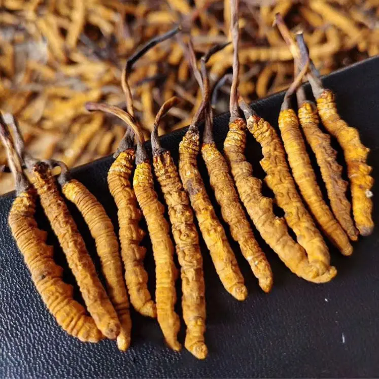 Large Wholesale Freeze-Dried Cordyceps Sinensis Plant Extract Broken Grass Cordyceps Sinensis Plastic Container Drum Packaging