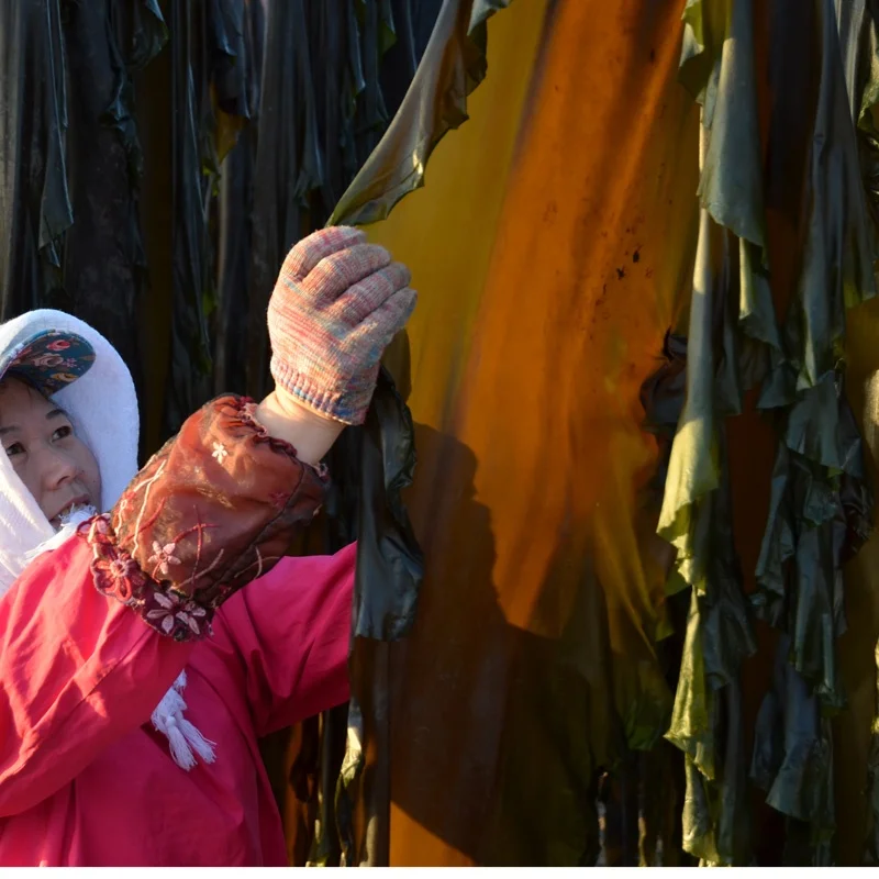 Новое поступление продажа растворимых водорослей