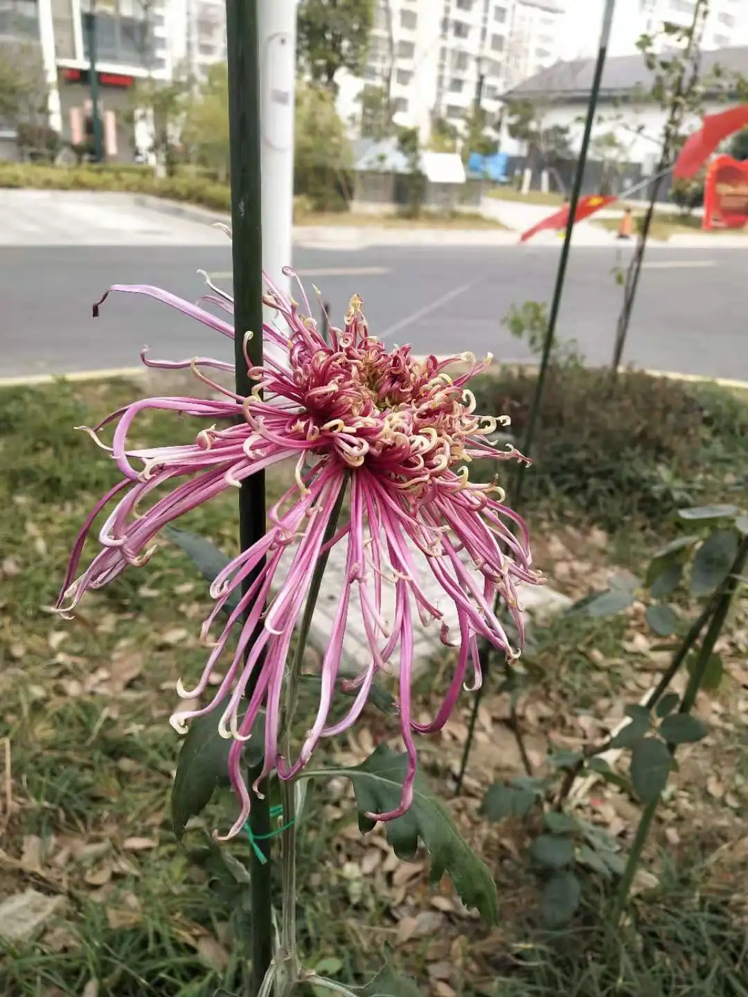 Plastic yard lawn ornament garden yard stakes Garden Shepherds Hook Metal Garden Stake with Hooks