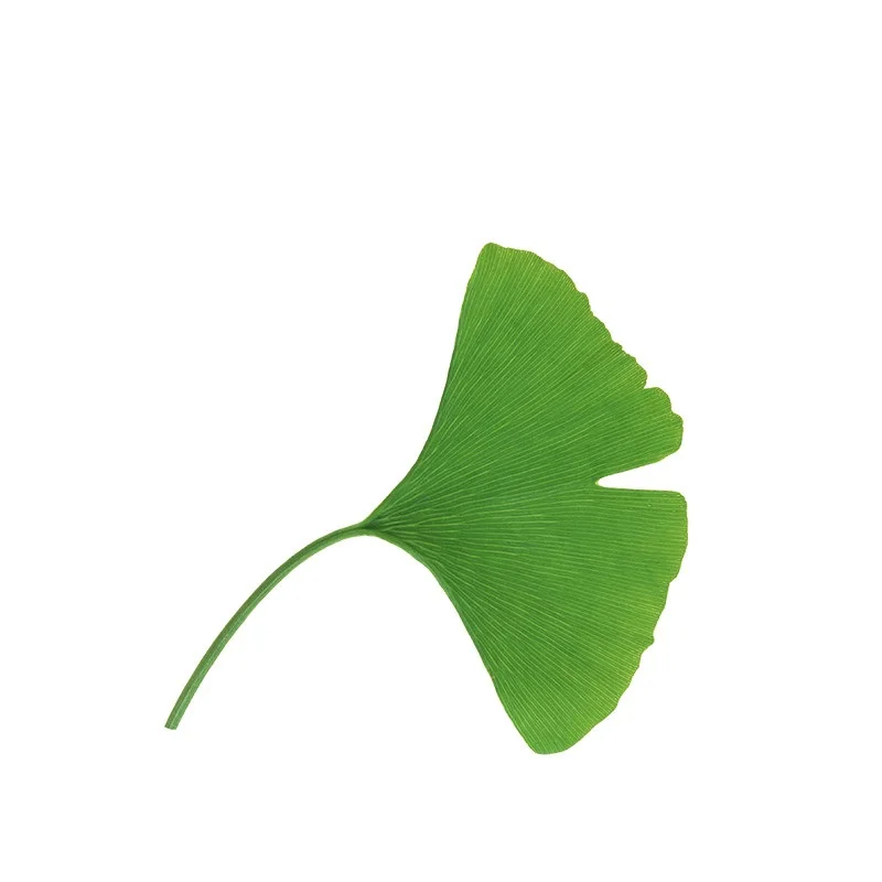 Kosher Organic Ginkgo Biloba Extract Water Soluble Dried Leaves Powder Food Grade Herbal Supplement in Drum Packaging