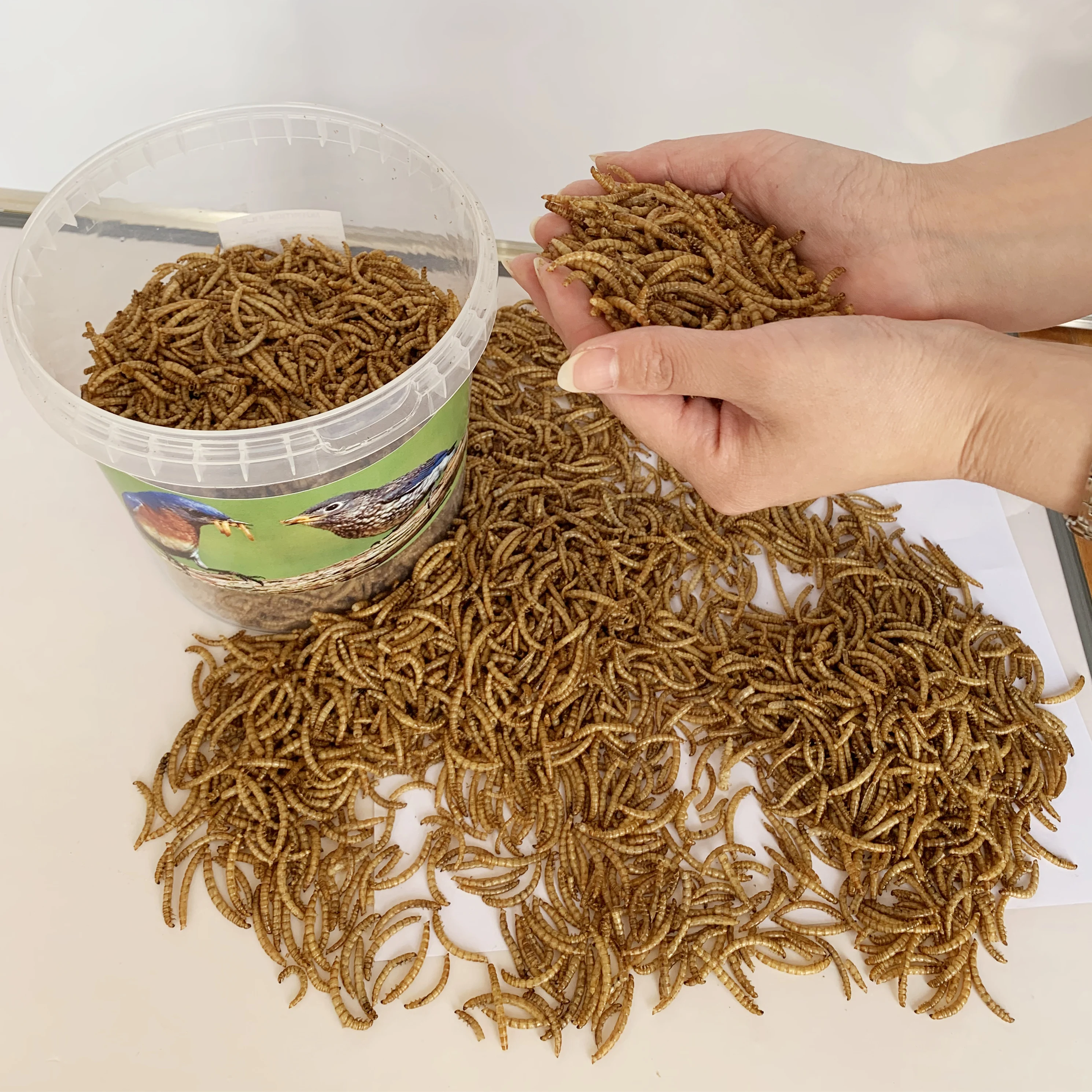 
Dry yellow mealwoms as food for birds canary 